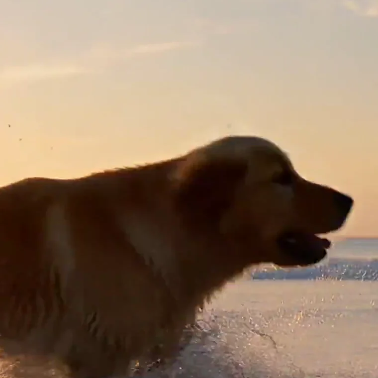 Close crop of the dog's head from the 1080p file