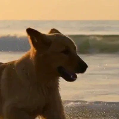 Close crop of the dog's head from the 720p file